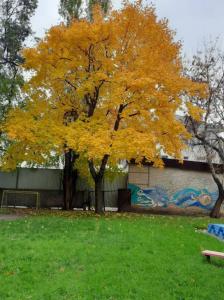 Фотография Скворушка 1